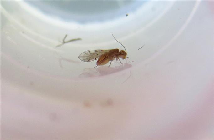 Psocoptera ID